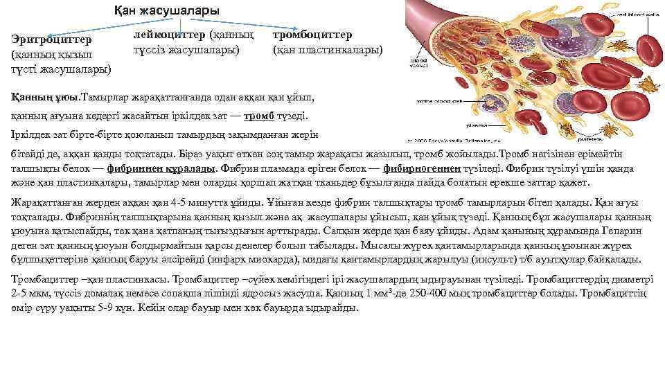 Қан жасушалары Эритроциттер (қанның қызыл түсті жасушалары) лейкоциттер (қанның түссіз жасушалары) тромбоциттер (қан пластинкалары)