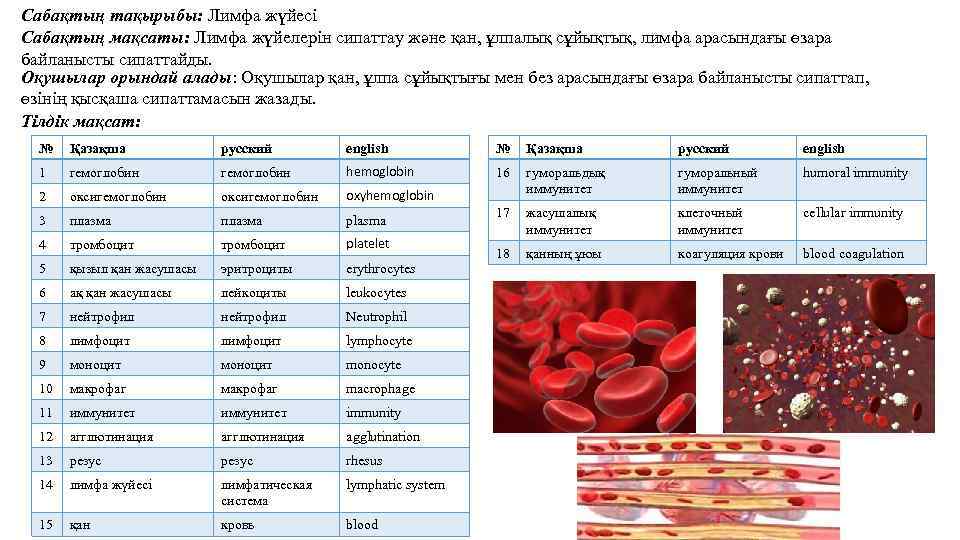 Сабақтың тақырыбы: Лимфа жүйесі Сабақтың мақсаты: Лимфа жүйелерін сипаттау және қан, ұлпалық сұйықтық, лимфа
