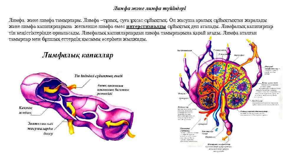 Ағзаның ішкі ортасы және оның маңызы презентация