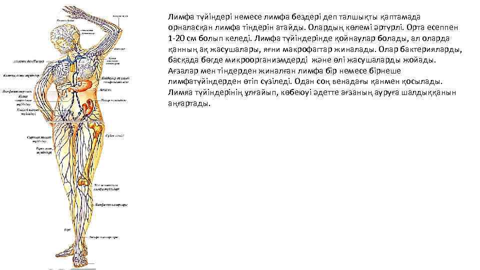 Лимфа түйіндері немесе лимфа бездері деп талшықты қаптамада орналасқан лимфа тіндерін атайды. Олардың көлемі