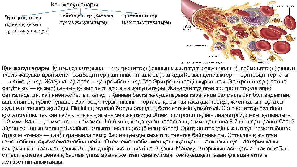 Қан жасушалары Эритроциттер (қанның қызыл түсті жасушалары) лейкоциттер (қанның түссіз жасушалары) тромбоциттер (қан пластинкалары)