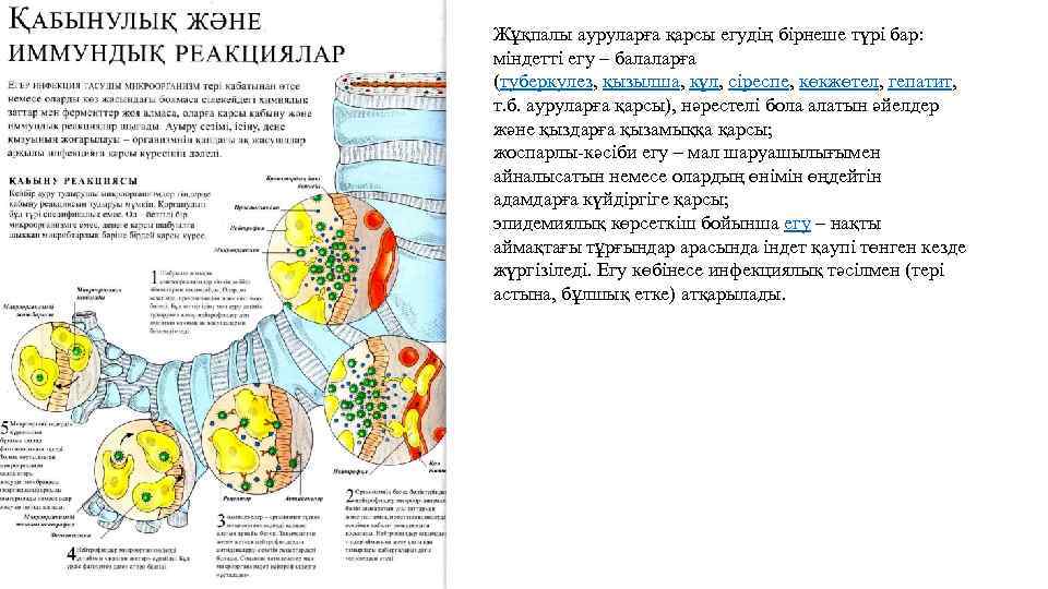 Жұқпалы ауруларға қарсы егудің бірнеше түрі бар: міндетті егу – балаларға (туберкулез, қызылша, күл,