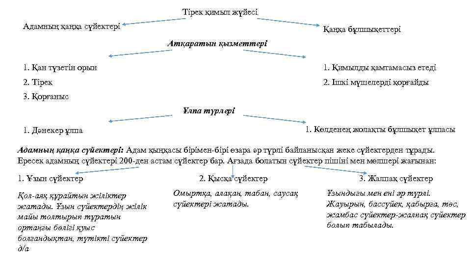 Тірек қимыл жүйесі Адамның қаңқа сүйектері Қаңқа бұлшықеттері Атқаратын қызметтері 1. Қан түзетін орын