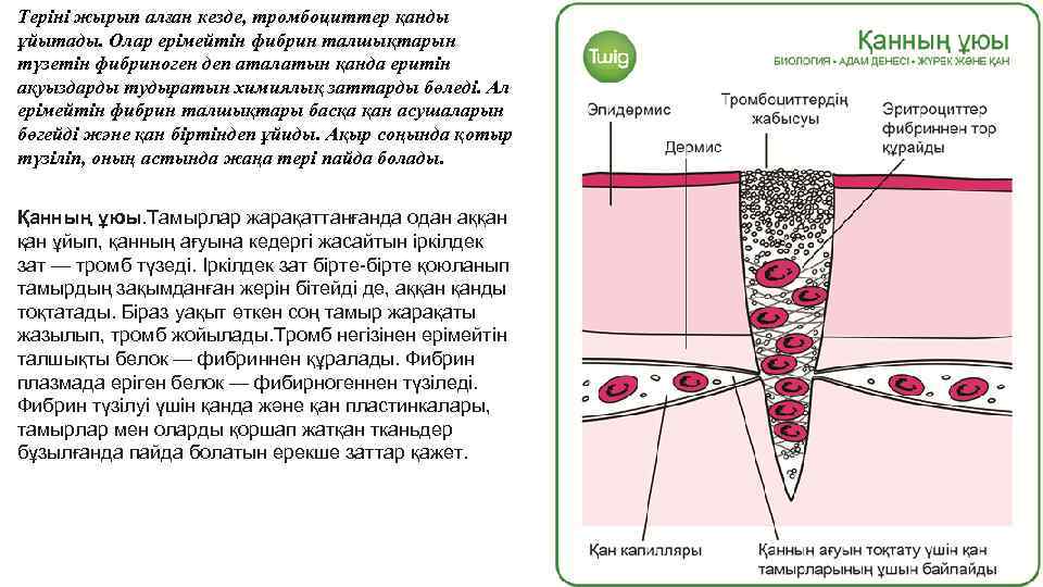 Теріні жырып алған кезде, тромбоциттер қанды ұйытады. Олар ерімейтін фибрин талшықтарын түзетін фибриноген деп