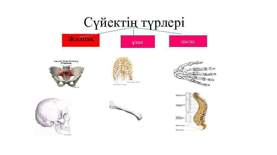 Сүйектің түрлері Жалпақ ұзын қысқа 