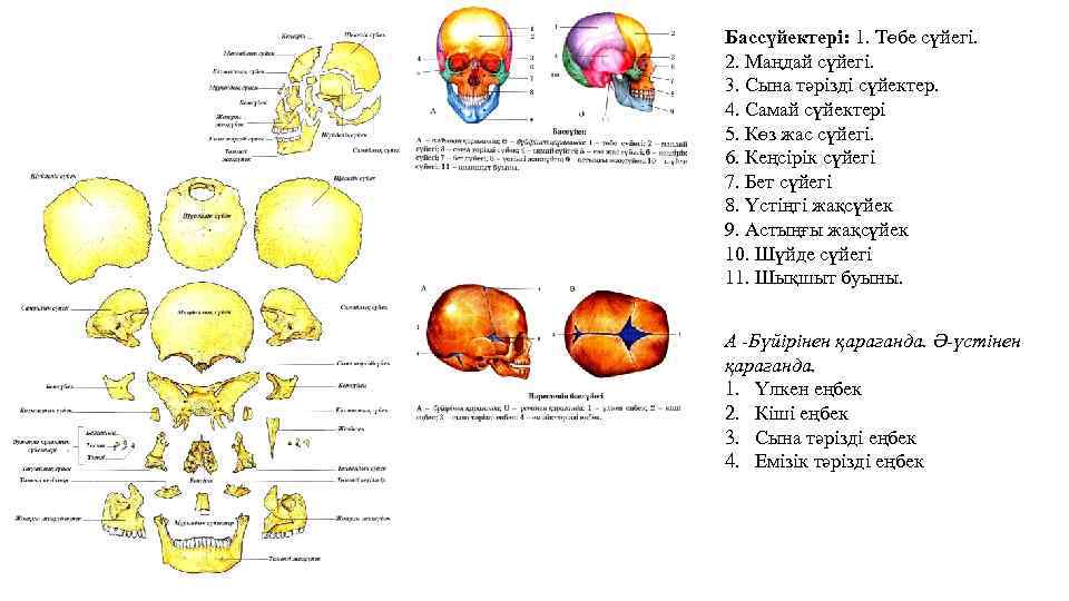 Бассүйектері: 1. Төбе сүйегі. 2. Маңдай сүйегі. 3. Сына тәрізді сүйектер. 4. Самай сүйектері