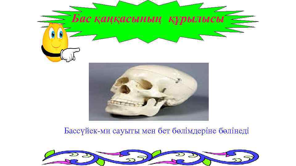 Бас қаңқасының құрылысы Бассүйек-ми сауыты мен бет бөлімдеріне бөлінеді 