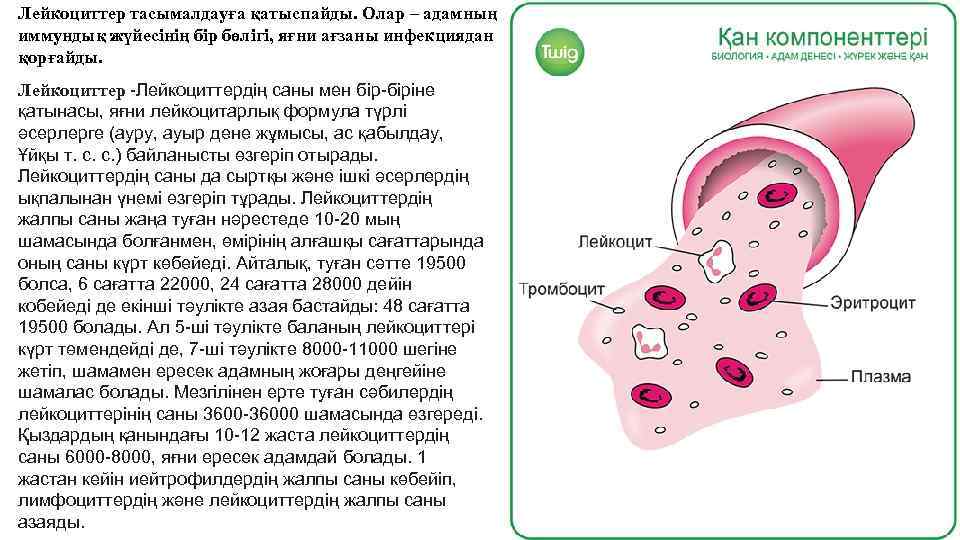 Лейкоциттер тасымалдауға қатыспайды. Олар – адамның иммундық жүйесінің бір бөлігі, яғни ағзаны инфекциядан қорғайды.