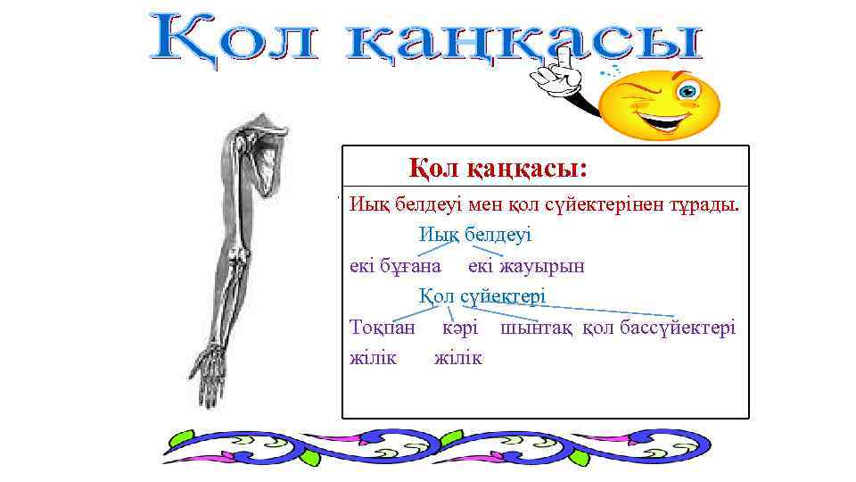  Қол қаңқасы: Иық белдеуі мен қол сүйектерінен тұрады. Иық белдеуі екі бұғана екі