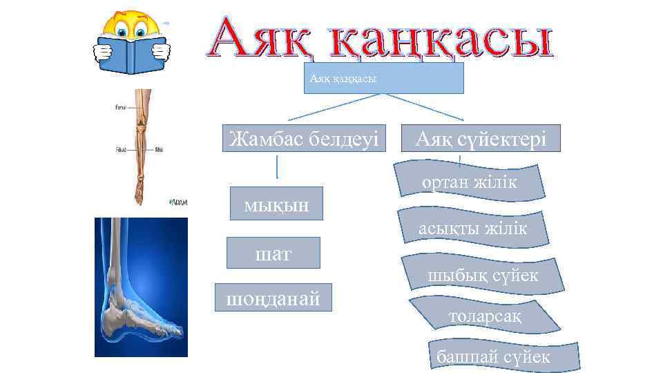 Аяқ қаңқасы Жамбас белдеуі мықын Аяқ сүйектері ортан жілік асықты жілік шат шоңданай шыбық