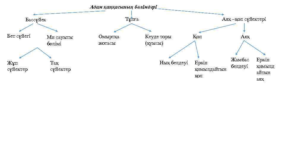 Адам қаңқасының бөлімдері Аяқ –қол сүйектері Тұлға Бассүйек Бет сүйегі Ми сауыты бөлімі Жұп