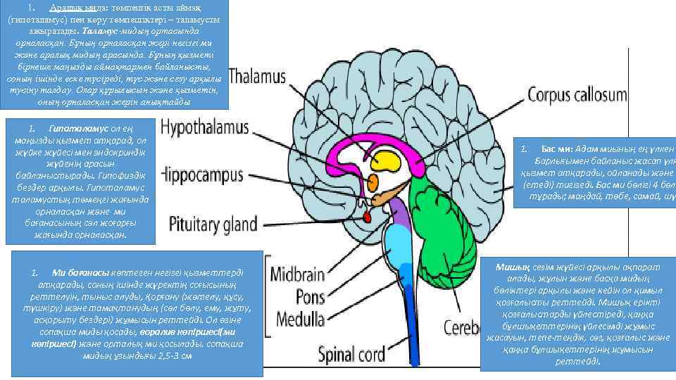 1. Аралық мида: төмпешік асты аймақ (гипоталамус) пен көру төмпешіктері – таламусты ажыратады. Таламус-мидың