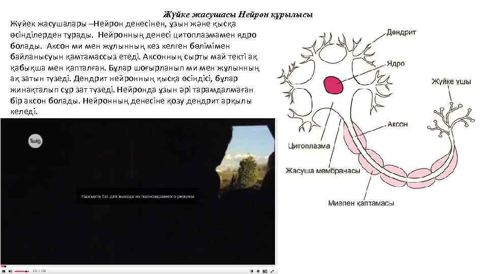 Жүйке жасушасы Нейрон құрылысы Жүйек жасушалары –Нейрон денесінен, ұзын және қысқа өсінділерден тұрады. Нейронның