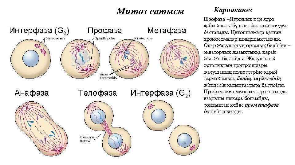 Митоз сатысы Кариокинез Профаза –Ядрошық пен ядро қабықшасы бұзыла бастаған кезден басталады. Цитоплазмада қалған