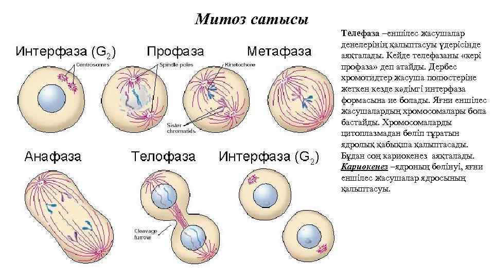 Митоз сатысы Телефаза –еншілес жасушалар денелерінің қалыптасуы үдерісінде аяқталады. Кейде телефазаны «кері профаза» деп