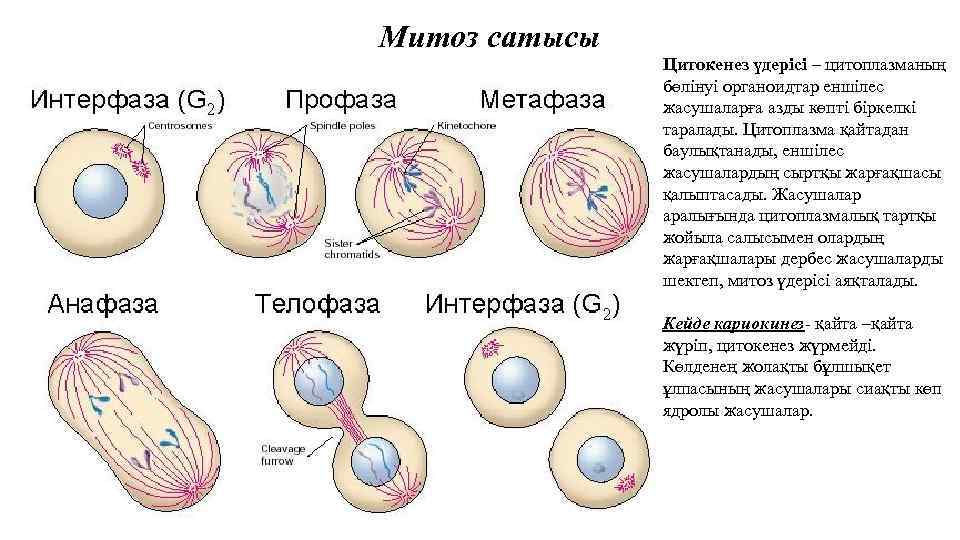 Митоз сатысы Цитокенез үдерісі – цитоплазманың бөлінуі органоидтар еншілес жасушаларға азды көпті біркелкі таралады.
