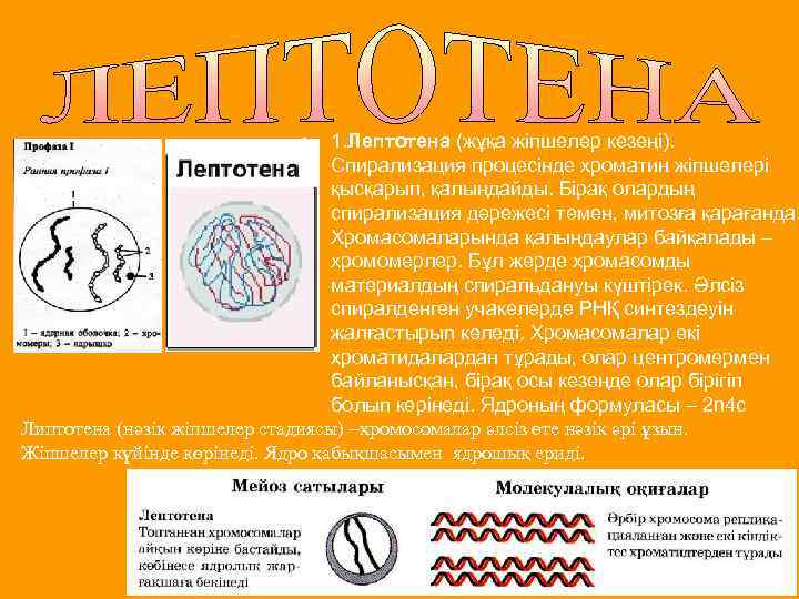  • 1. Лептотена (жұқа жіпшелер кезеңі). Спирализация процесінде хроматин жіпшелері қысқарып, қалыңдайды. Бірақ