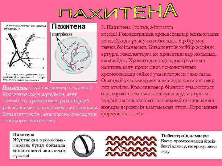  • 3. Пахитена (толық жіпшелер кезеңі). Гомологиялық хромасомалар конъюгация жағдайында ұзақ уақыт болады,