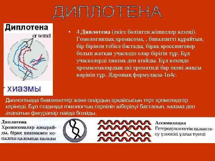  • 4. Диплотена (екіге бөлінген жіпшелер кезеңі). Гомологиялық хромасома, , бивалентті құрайтын, бірінен
