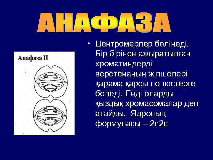  • Центромерлер бөлінеді. Бір бірінен ажыратылған хроматиндерді веретенаның жіпшелері қарама қарсы полюстерге бөледі.
