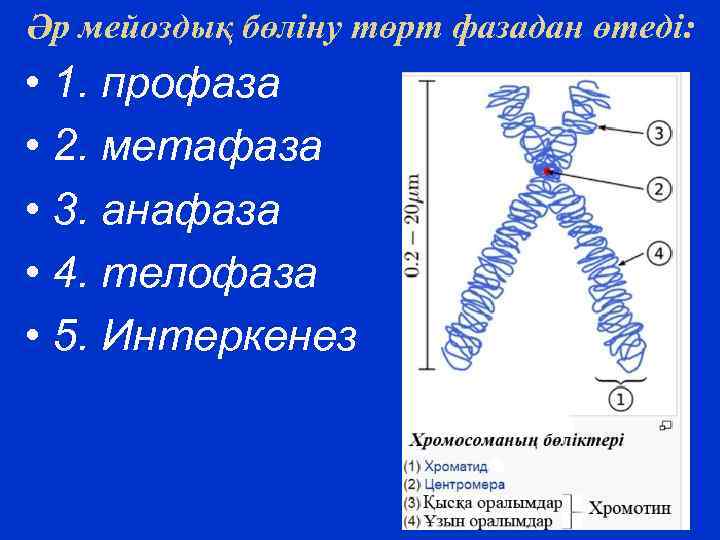 Әр мейоздық бөліну төрт фазадан өтеді: • 1. профаза • 2. метафаза • 3.