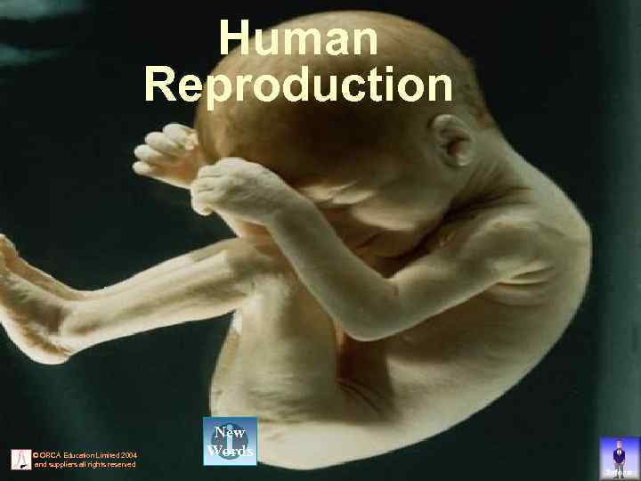 Human Reproduction © ORCA Education Limited 2004 and suppliers all rights reserved New Words
