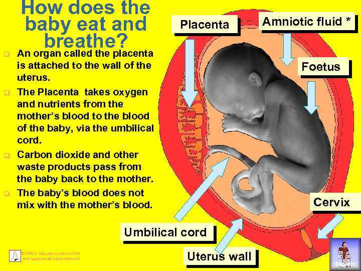 q q How does the baby eat and breathe? An organ called the placenta