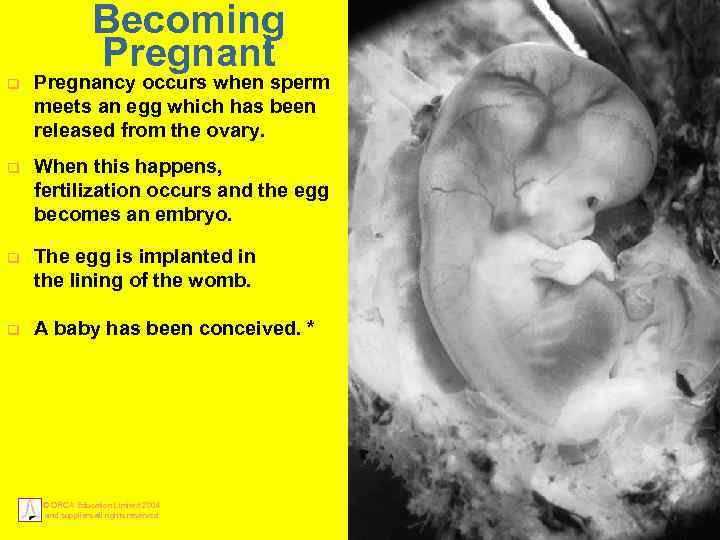 Becoming Pregnant q Pregnancy occurs when sperm meets an egg which has been released