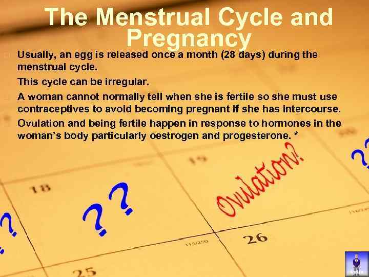 q q The Menstrual Cycle and Pregnancy during the Usually, an egg is released
