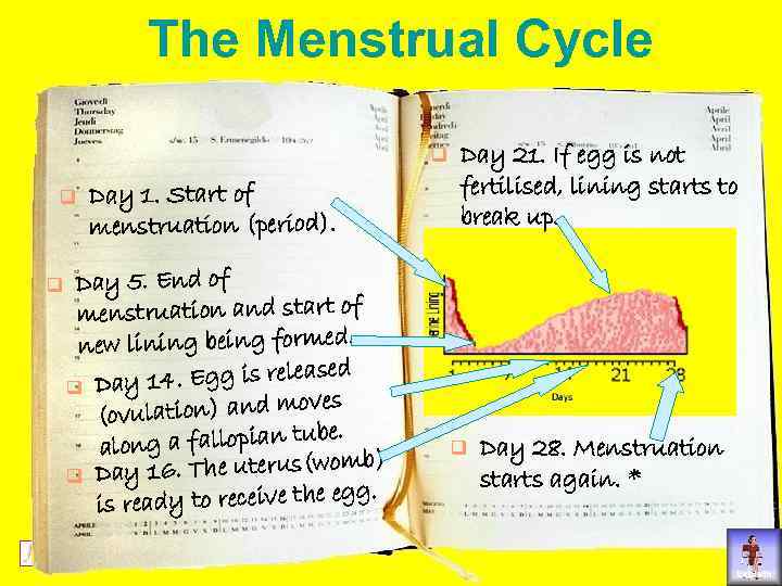 The Menstrual Cycle q q q Day 1. Start of menstruation (period). Day 5.