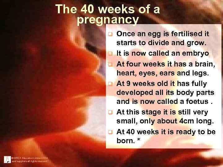 The 40 weeks of a pregnancy q q q © ORCA Education Limited 2004