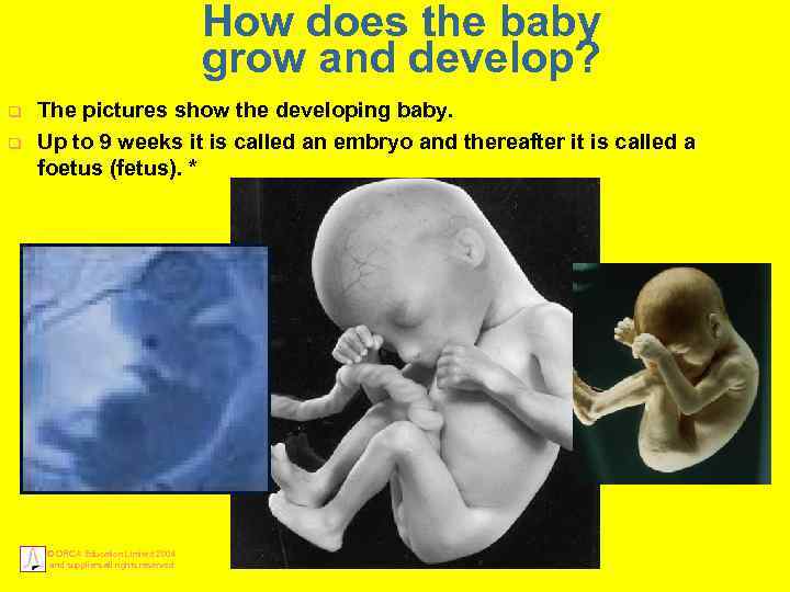 How does the baby grow and develop? q q The pictures show the developing