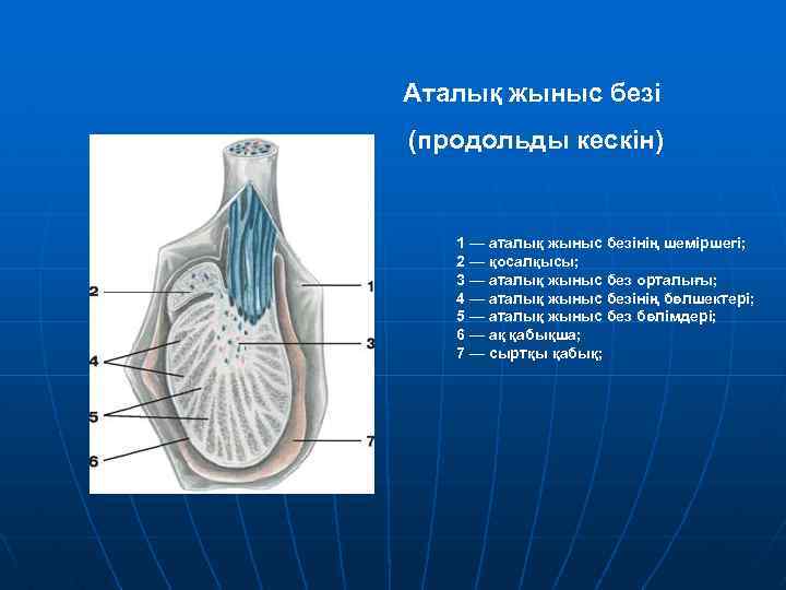 Аталық жыныс безі (продольды кескін) 1 — аталық жыныс безінің шеміршегі; 2 — қосалқысы;