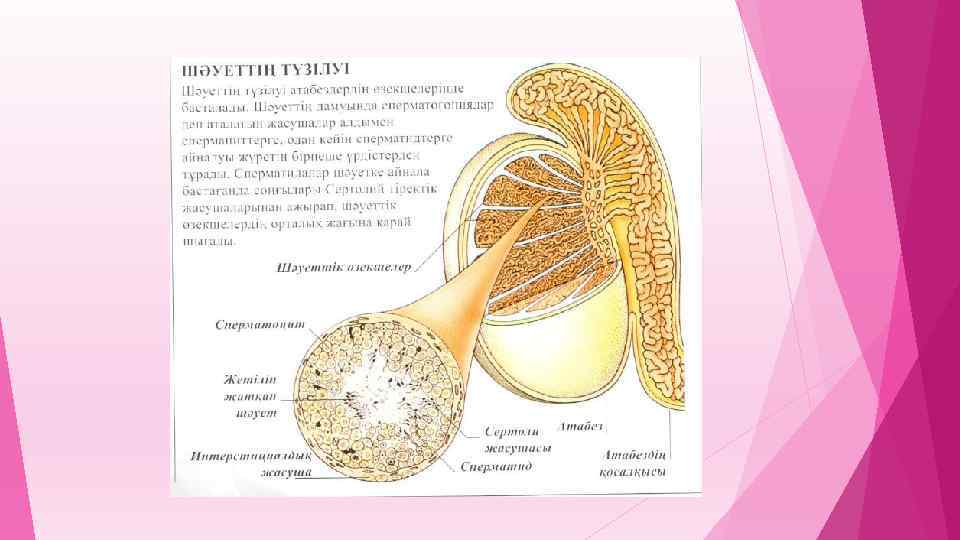 Екінші реттік жыныс белгілері жыныстық жетілу презентация