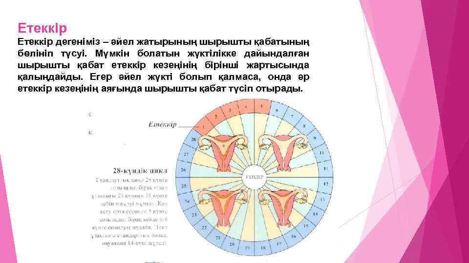 Етеккір циклі презентация