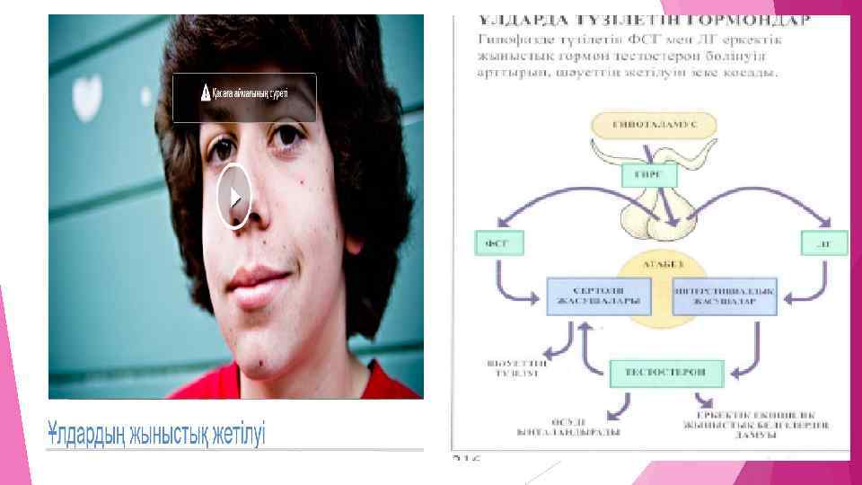Екінші реттік жыныс белгілері жыныстық жетілу презентация