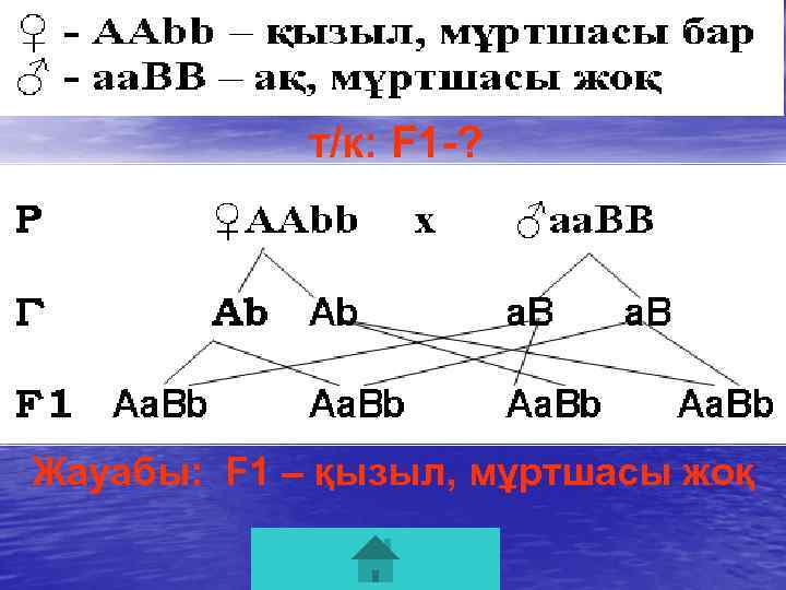 т/к: F 1 -? Жауабы: F 1 – қызыл, мұртшасы жоқ 
