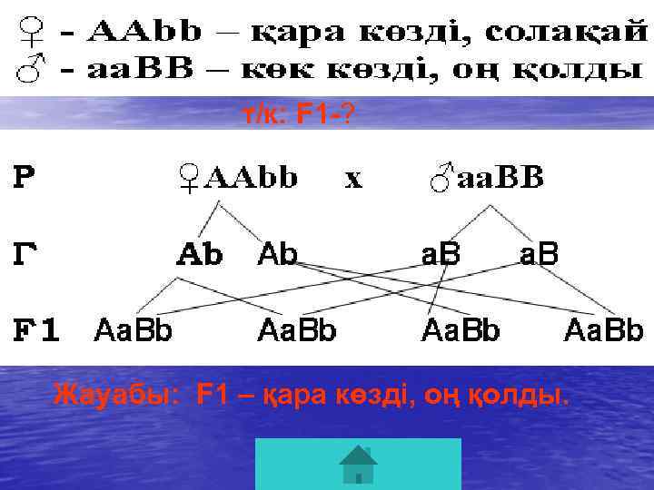 т/к: F 1 -? Жауабы: F 1 – қара көзді, оң қолды. 