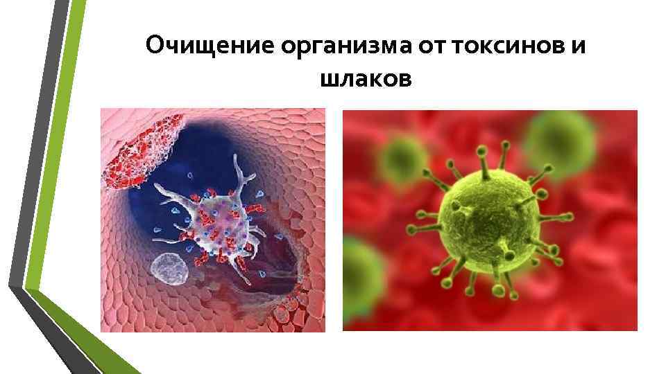 Очищение организма от токсинов и шлаков 