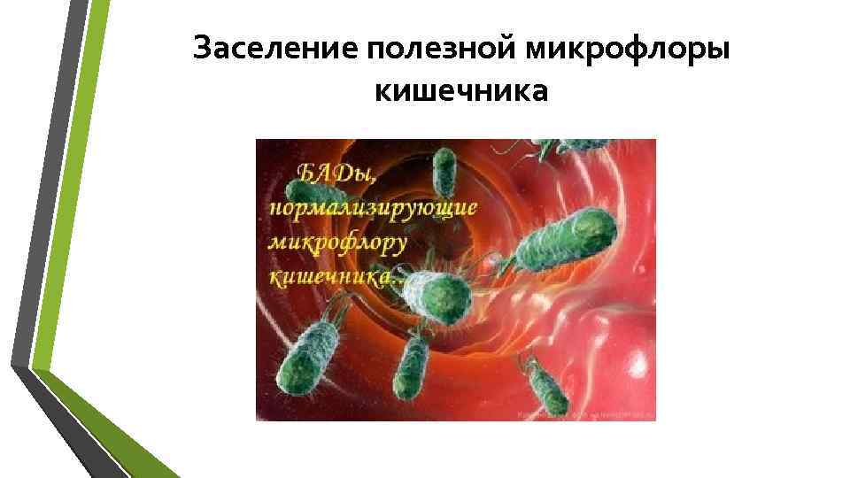 Заселение полезной микрофлоры кишечника 