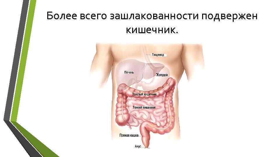 Более всего зашлакованности подвержен кишечник. 