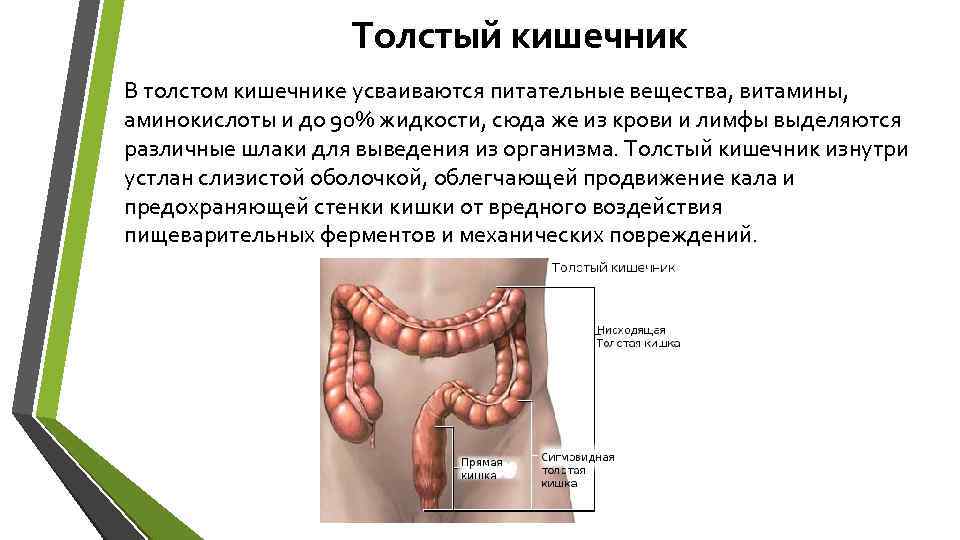 Толстый кишечник В толстом кишечнике усваиваются питательные вещества, витамины, аминокислоты и до 90% жидкости,