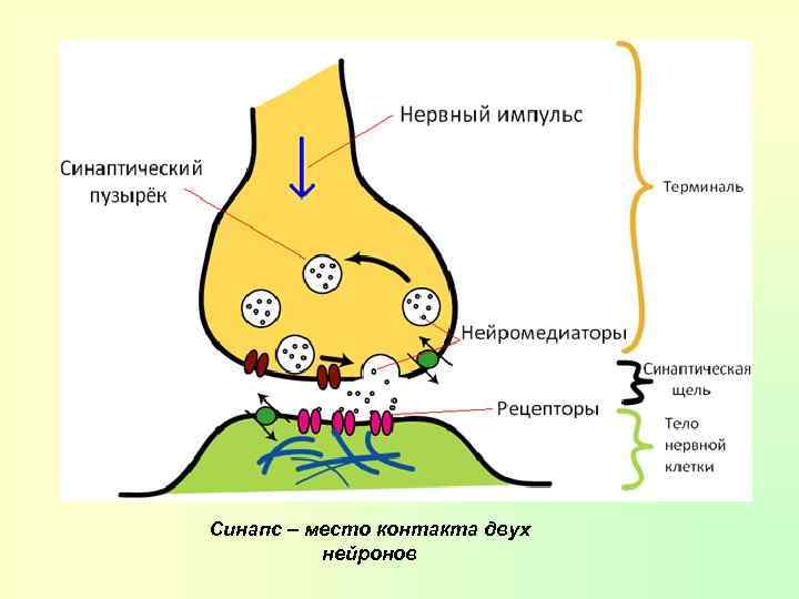 Моторные нервные окончания иннервируют