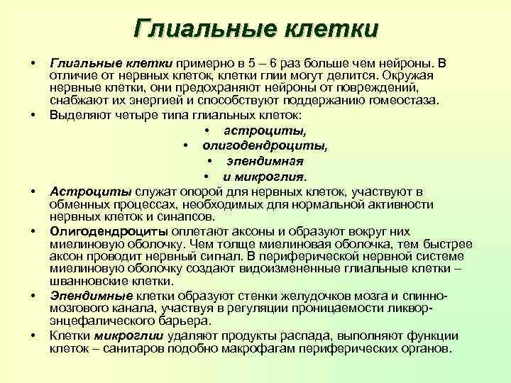 Глиальные клетки • • • Глиальные клетки примерно в 5 – 6 раз больше