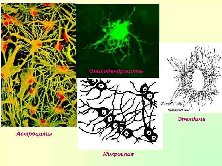 Олигодендроциты Эпендима Астроциты Микроглия 