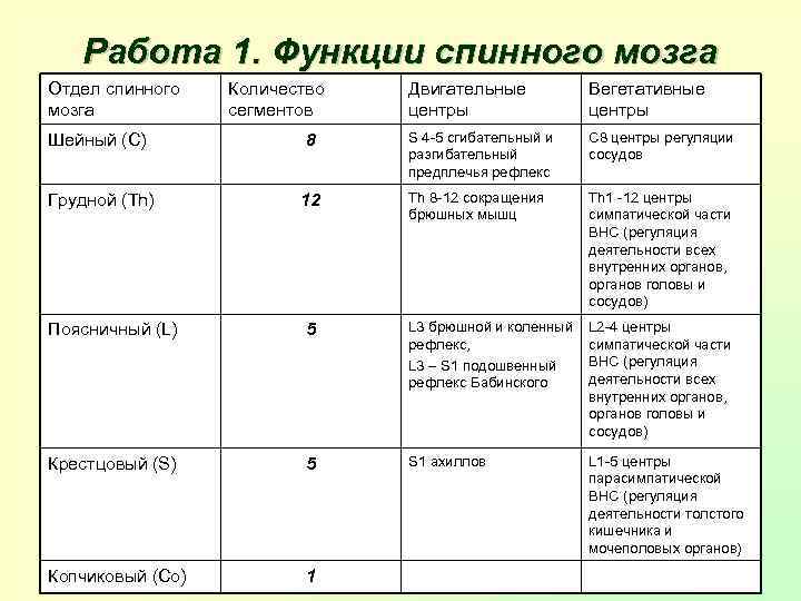 Работа 1. Функции спинного мозга Отдел спинного мозга Количество сегментов Двигательные центры Вегетативные центры