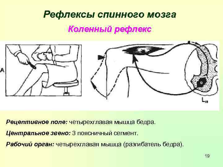 Рефлексы спинного мозга Коленный рефлекс Рецептивное поле: четырехглавая мышца бедра. Центральное звено: 3 поясничный