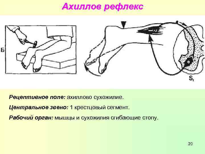 Ахиллов рефлекс Рецептивное поле: ахиллово сухожилие. Центральное звено: 1 крестцовый сегмент. Рабочий орган: мышцы