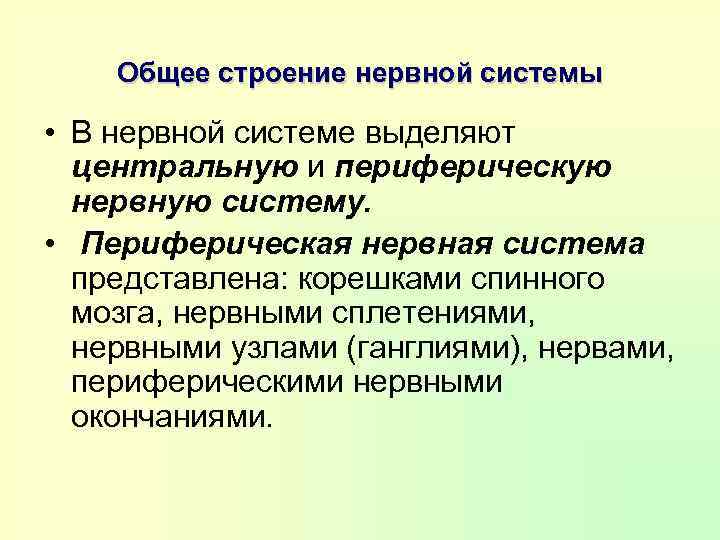 Общее строение нервной системы • В нервной системе выделяют центральную и периферическую нервную систему.