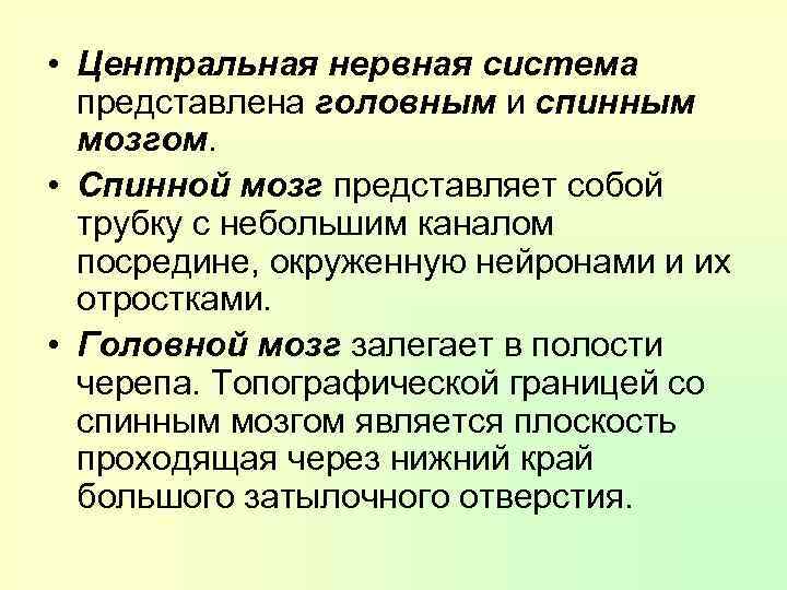  • Центральная нервная система представлена головным и спинным мозгом. • Спинной мозг представляет